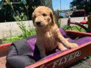 Goldendoodle Puppy for sale in Lakeville, MA, USA