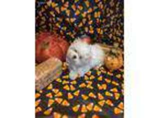 Maltese Puppy for sale in Chaumont, NY, USA
