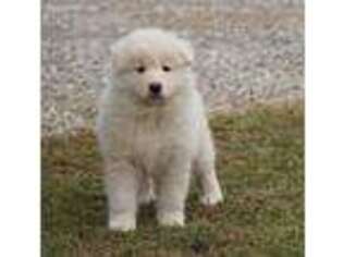 Samoyed Puppy for sale in Danville, OH, USA