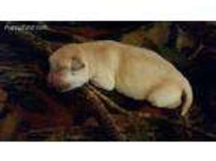 Labrador Retriever Puppy for sale in Newton, IA, USA