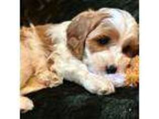 Cavapoo Puppy for sale in Port Angeles, WA, USA