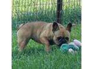 French Bulldog Puppy for sale in Cassville, MO, USA