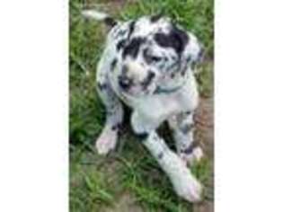 Great Dane Puppy for sale in Clinton, MO, USA