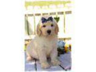Goldendoodle Puppy for sale in New Florence, MO, USA