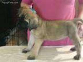 Mastiff Puppy for sale in Richmond, MO, USA