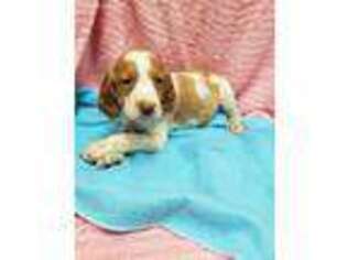 Brittany Puppy for sale in Independence, KS, USA