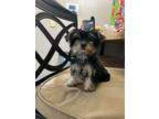 Yorkshire Terrier Puppy for sale in Watkins, CO, USA