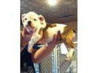 Bulldog Puppy for sale in KITTANNING, PA, USA