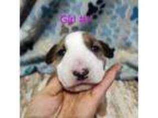 Bull Terrier Puppy for sale in Grove, OK, USA