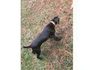 German Shorthaired Pointer Puppy for sale in Stockbridge, GA, USA
