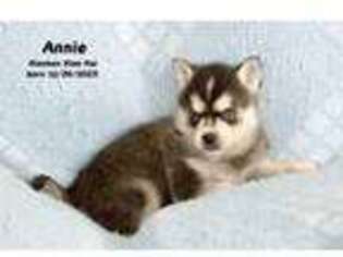 Alaskan Klee Kai Puppy for sale in Farwell, MI, USA