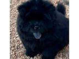 Chow Chow Puppy for sale in San Antonio, TX, USA