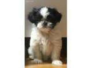 Mutt Puppy for sale in Sherwood, MI, USA