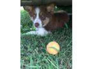 Border Collie Puppy for sale in Oakland, MD, USA