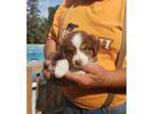 Miniature Australian Shepherd Puppy for sale in Hewitt, MN, USA