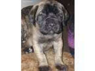 Mastiff Puppy for sale in Buckhannon, WV, USA