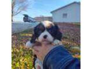 Cavalier King Charles Spaniel Puppy for sale in Andrews, SC, USA