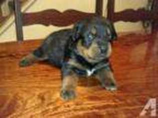 Rottweiler Puppy for sale in CENTREVILLE, VA, USA