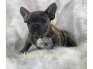 French Bulldog Puppy for sale in Ontario, OH, USA