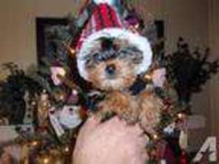 Yorkshire Terrier Puppy for sale in STALEY, NC, USA