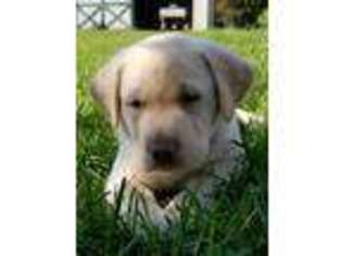 Labrador Retriever Puppy for sale in Orlando, WV, USA