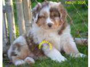 Australian Shepherd Puppy for sale in Douglas, GA, USA