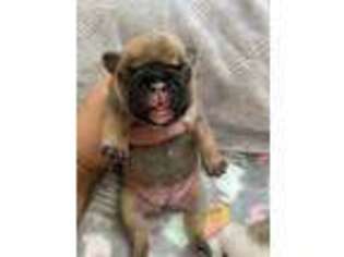 French Bulldog Puppy for sale in Hilo, HI, USA
