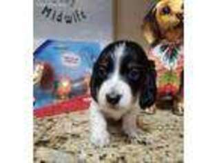 Dachshund Puppy for sale in Corpus Christi, TX, USA