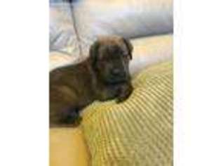 Cane Corso Puppy for sale in Lauderdale, MS, USA