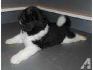 Akita Puppy for sale in SOUTH ELGIN, IL, USA