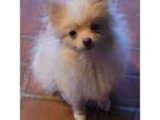 Pomeranian Puppy for sale in Arnold, MO, USA