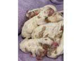English Setter Puppy for sale in New Bethlehem, PA, USA