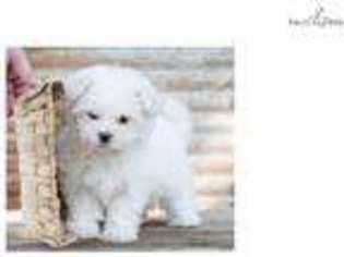 Maltese Puppy for sale in West Palm Beach, FL, USA