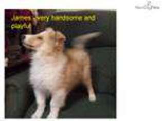 Medium Photo #1 Collie Puppy For Sale in Little Rock, AR, USA