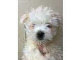 Maltese Puppy for sale in Faribault, MN, USA