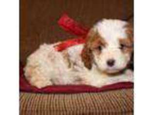Cavapoo Puppy for sale in Brashear, TX, USA