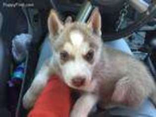 Siberian Husky Puppy for sale in Sylmar, CA, USA