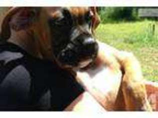 Boxer Puppy for sale in SUMMERFIELD, FL, USA
