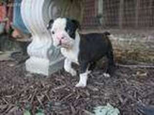 Boston Terrier Puppy for sale in Catlett, VA, USA