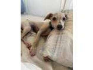 Italian Greyhound Puppy for sale in Murphys, CA, USA
