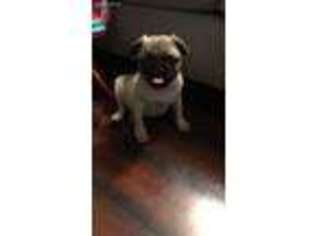 Pug Puppy for sale in Houston, TX, USA