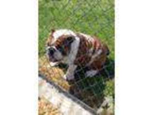 Bulldog Puppy for sale in LATHAM, OH, USA
