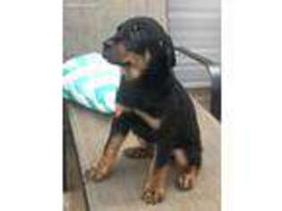 Rottweiler Puppy for sale in Clayton, NC, USA