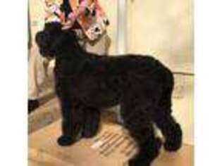 Black Russian Terrier Puppy for sale in Unknown, , USA