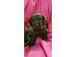 Cocker Spaniel Puppy for sale in Morrison, TN, USA