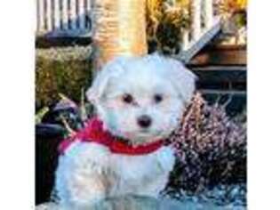 Havanese Puppy for sale in Arlington, WA, USA
