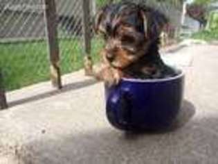Yorkshire Terrier Puppy for sale in Wray, CO, USA