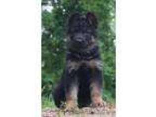 German Shepherd Dog Puppy for sale in Warsaw, IN, USA