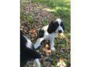 English Springer Spaniel Puppy for sale in Parker, CO, USA