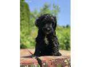 Labradoodle Puppy for sale in East Freedom, PA, USA
